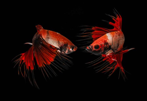 How Is Digital Twin Technology Being Used in Advanced Urban Planning?